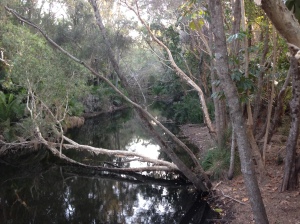 Mysterious looking creek