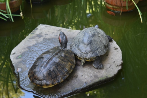 Turtles in the pond at Kuzuharaoka Jinja