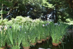 Irises in the pond at Kuzuharaoka Jinja